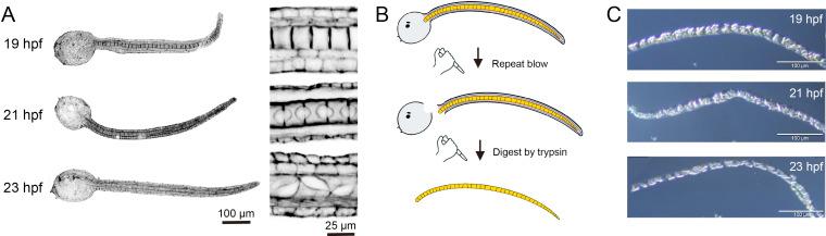 https://cdn.ncbi.nlm.nih.gov/pmc/blobs/9b11/11978462/dece8c2e6811/rsob.240402.f001.jpg