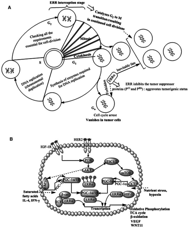 https://cdn.ncbi.nlm.nih.gov/pmc/blobs/9b17/7882887/86d847634fb4/ol-21-04-12519-g03.jpg