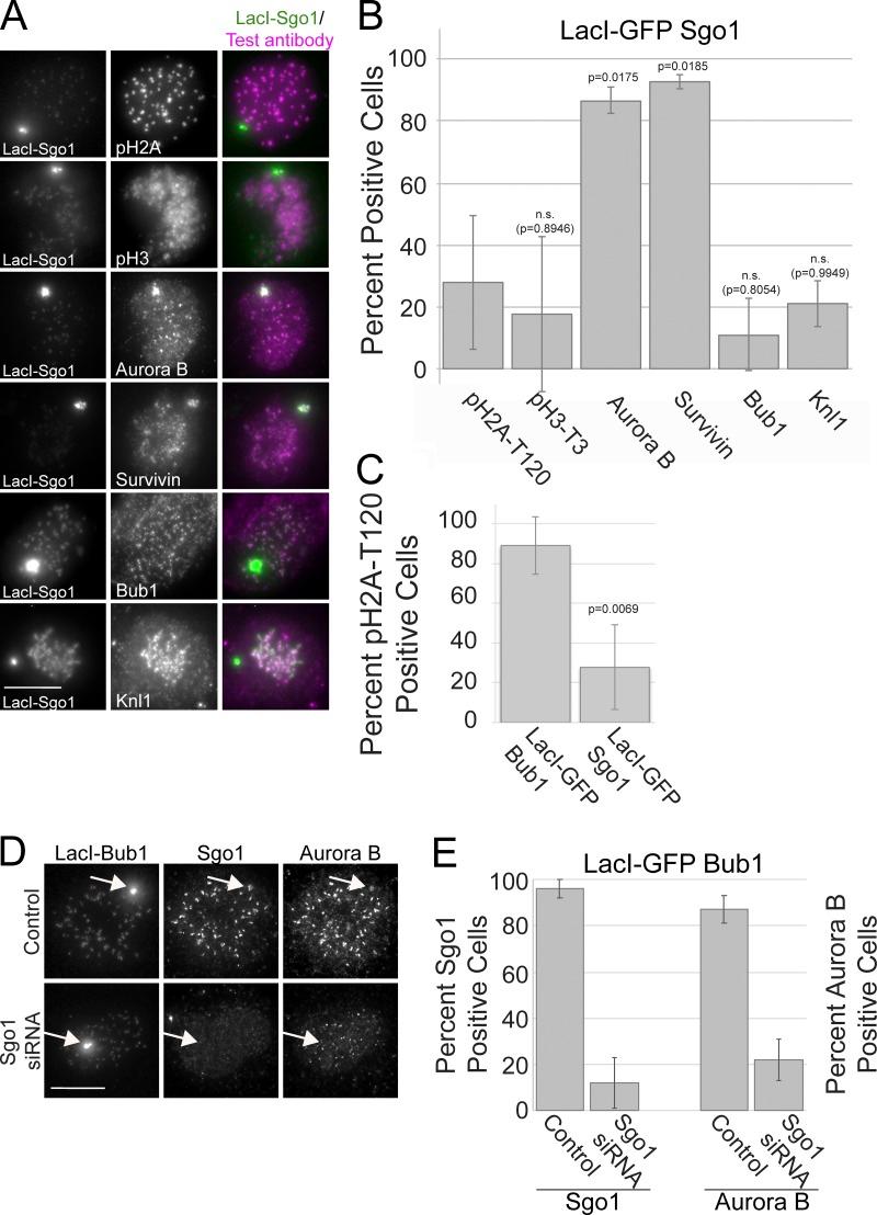 https://cdn.ncbi.nlm.nih.gov/pmc/blobs/9b23/7055008/17b07e1575e4/JCB_201905144_FigS1.jpg