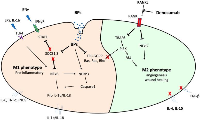 https://cdn.ncbi.nlm.nih.gov/pmc/blobs/9b29/8773732/37fd45e53a5c/cancers-14-00330-g001.jpg