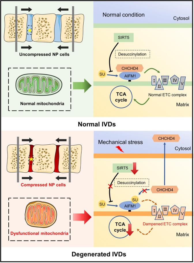 https://cdn.ncbi.nlm.nih.gov/pmc/blobs/9b46/9898264/7b90d6b0ec47/12276_2023_928_Fig8_HTML.jpg