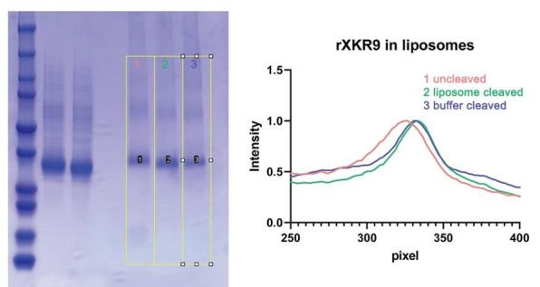 https://cdn.ncbi.nlm.nih.gov/pmc/blobs/9bb2/8298096/13e2370fcae5/elife-69800-resp-fig2.jpg