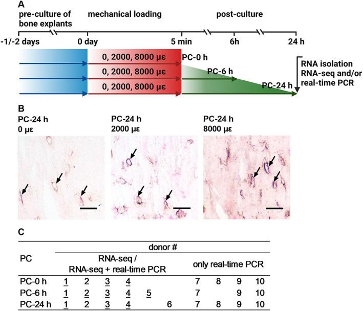 https://cdn.ncbi.nlm.nih.gov/pmc/blobs/9bd2/10097643/1d0864a1eb1e/JBM4-7-e10721-g007.jpg