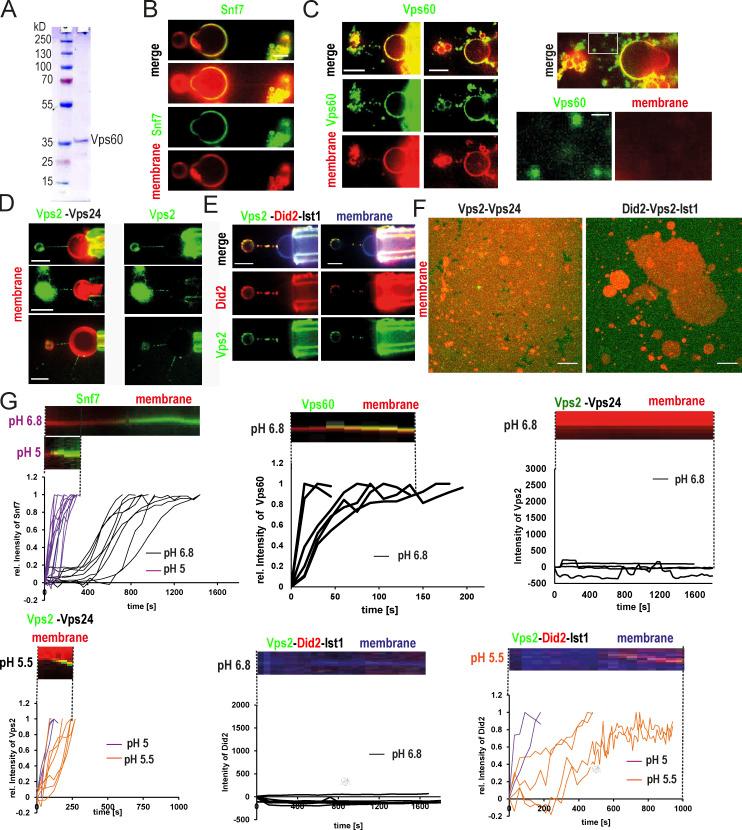 https://cdn.ncbi.nlm.nih.gov/pmc/blobs/9bd2/10538557/0d912608bc10/JCB_202206028_FigS1.jpg