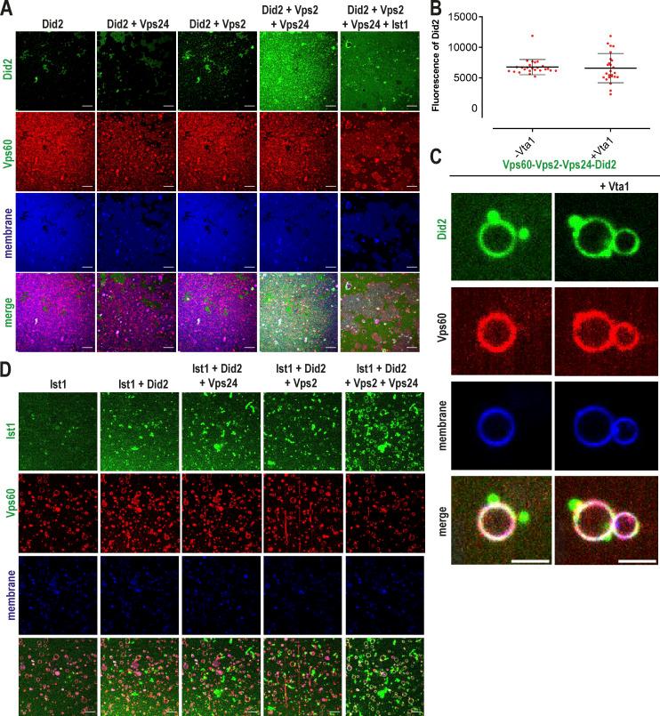 https://cdn.ncbi.nlm.nih.gov/pmc/blobs/9bd2/10538557/24ba7105842a/JCB_202206028_FigS4.jpg