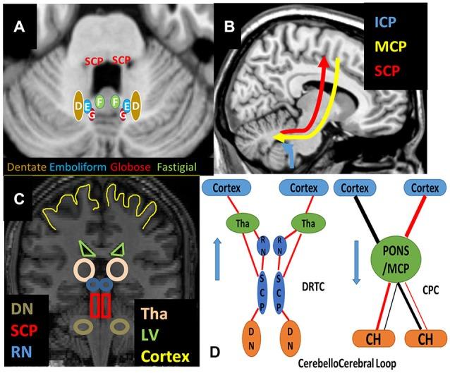 https://cdn.ncbi.nlm.nih.gov/pmc/blobs/9bef/4389543/3e3d936cd1c0/fnana-09-00041-g0001.jpg