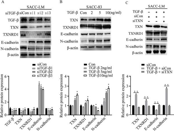 https://cdn.ncbi.nlm.nih.gov/pmc/blobs/9bf2/4694848/8b02b7ecdcc1/oncotarget-06-25506-g004.jpg