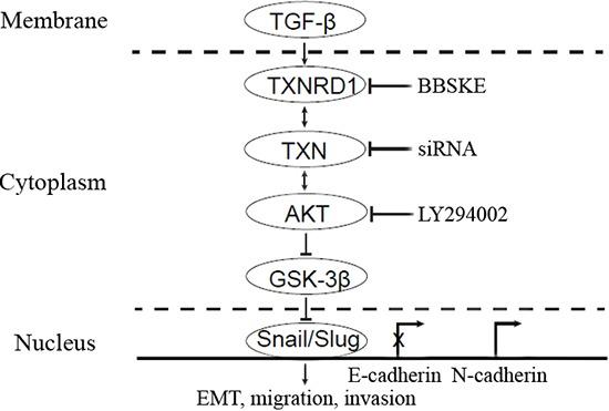 https://cdn.ncbi.nlm.nih.gov/pmc/blobs/9bf2/4694848/f4b05aee81c1/oncotarget-06-25506-g007.jpg