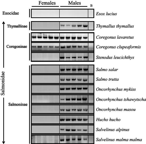 https://cdn.ncbi.nlm.nih.gov/pmc/blobs/9c0f/3673476/1c777df291fb/eva0006-0486-f2.jpg