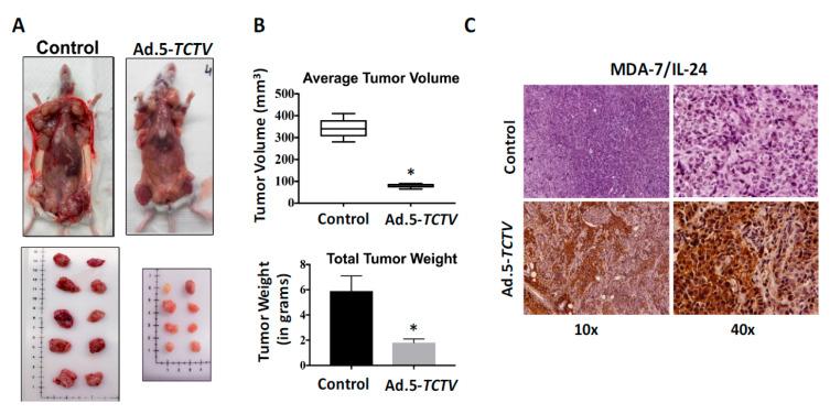 https://cdn.ncbi.nlm.nih.gov/pmc/blobs/9c36/7922065/342a80bf6fee/cancers-13-00857-g006.jpg