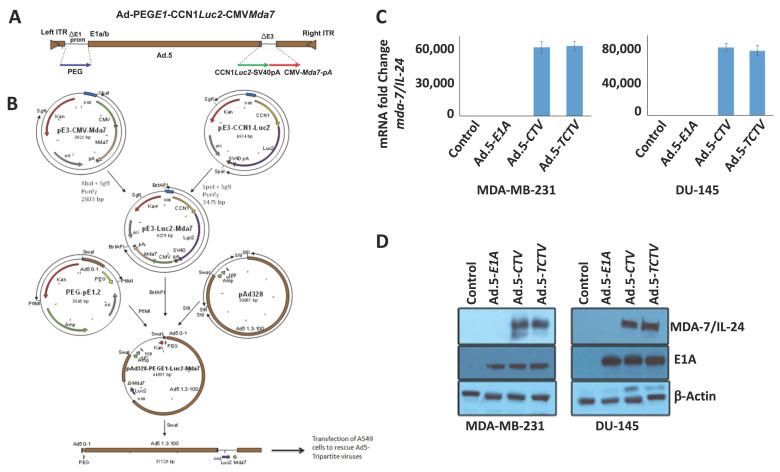 https://cdn.ncbi.nlm.nih.gov/pmc/blobs/9c36/7922065/d2c80ce795fb/cancers-13-00857-g001.jpg
