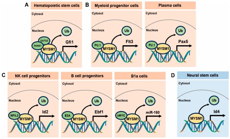 https://cdn.ncbi.nlm.nih.gov/pmc/blobs/9c55/11641604/246af7470b40/ijms-25-13051-g003.jpg