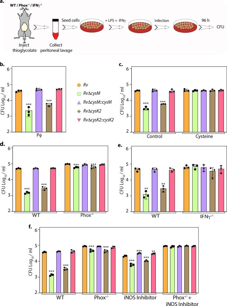 https://cdn.ncbi.nlm.nih.gov/pmc/blobs/9c59/11361707/7b5222c79526/elife-91970-fig4.jpg
