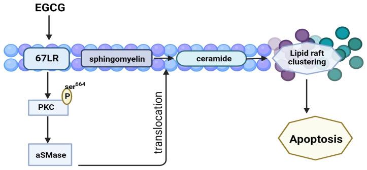 https://cdn.ncbi.nlm.nih.gov/pmc/blobs/9c6c/10976257/22ef79c59578/molecules-29-01373-g005.jpg