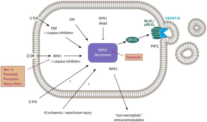 https://cdn.ncbi.nlm.nih.gov/pmc/blobs/9ca1/5833784/eeaa0cba38f2/41419_2017_57_Fig2_HTML.jpg