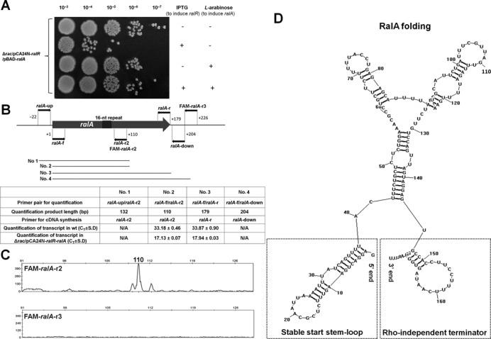 https://cdn.ncbi.nlm.nih.gov/pmc/blobs/9cd9/4041452/0d436bd88eda/gku279fig4.jpg