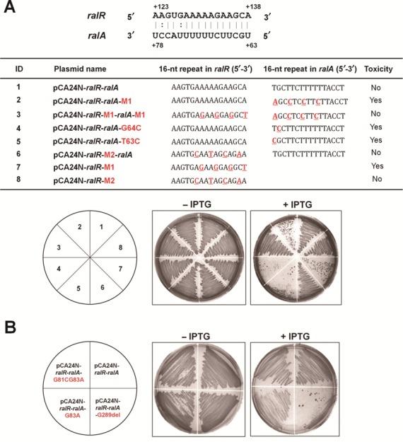 https://cdn.ncbi.nlm.nih.gov/pmc/blobs/9cd9/4041452/18b3255f4dac/gku279fig5.jpg