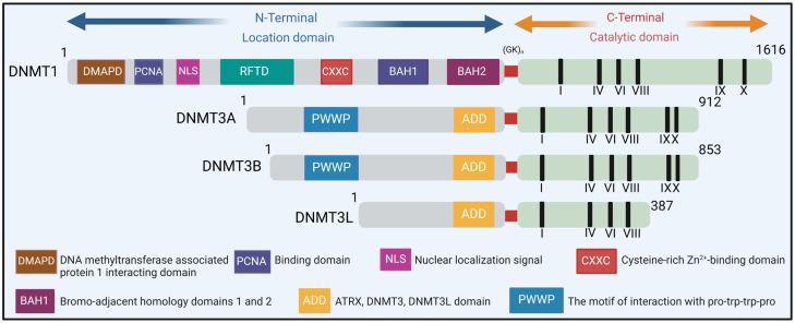 https://cdn.ncbi.nlm.nih.gov/pmc/blobs/9d10/10969885/1f743e31ae5d/ijms-25-03136-g003.jpg