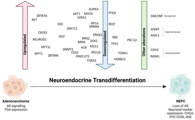 https://cdn.ncbi.nlm.nih.gov/pmc/blobs/9d16/11639977/cde9f536d2bb/cells-13-01999-g002.jpg