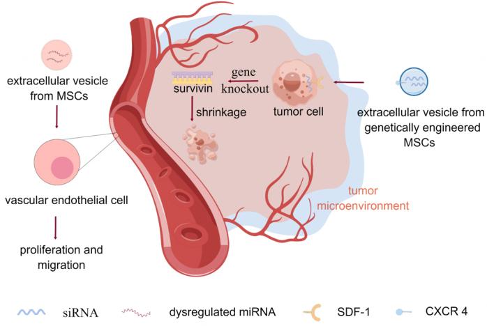 https://cdn.ncbi.nlm.nih.gov/pmc/blobs/9d18/11648454/929abc3743cc/evcna-5-1-64.fig.3.jpg