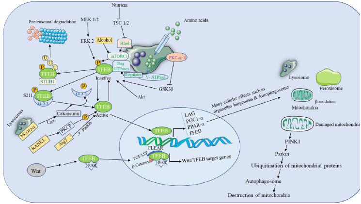https://cdn.ncbi.nlm.nih.gov/pmc/blobs/9d35/9986912/bb3fbbe10469/10.1177_20503121231157209-fig3.jpg