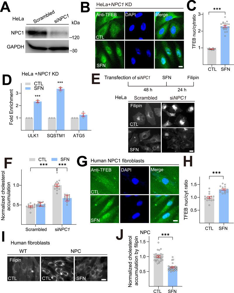 https://cdn.ncbi.nlm.nih.gov/pmc/blobs/9d3c/11970905/9b697ae1452e/elife-103137-fig2.jpg