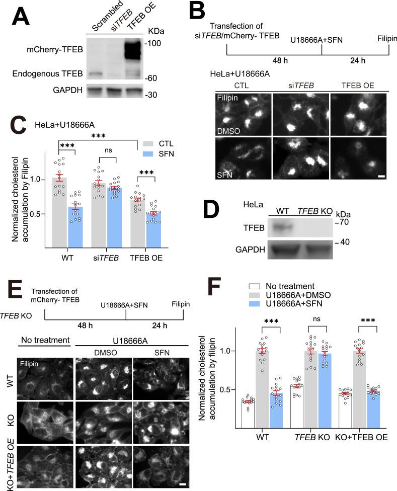 https://cdn.ncbi.nlm.nih.gov/pmc/blobs/9d3c/11970905/e71bc1a788f0/elife-103137-fig3.jpg
