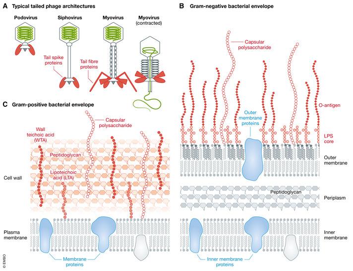 https://cdn.ncbi.nlm.nih.gov/pmc/blobs/9d41/9260219/251da5aba206/EMMM-14-e12435-g006.jpg