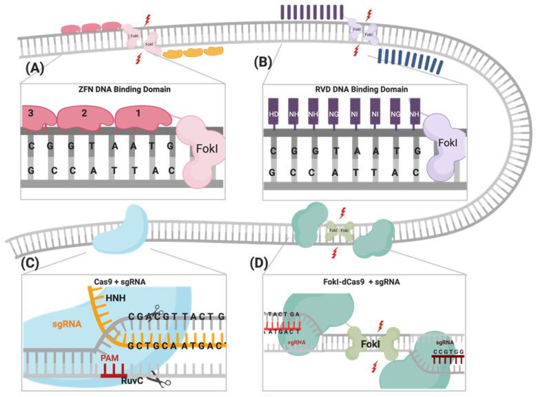 https://cdn.ncbi.nlm.nih.gov/pmc/blobs/9d7d/7700487/9ea532959ce5/cells-09-02518-g001.jpg