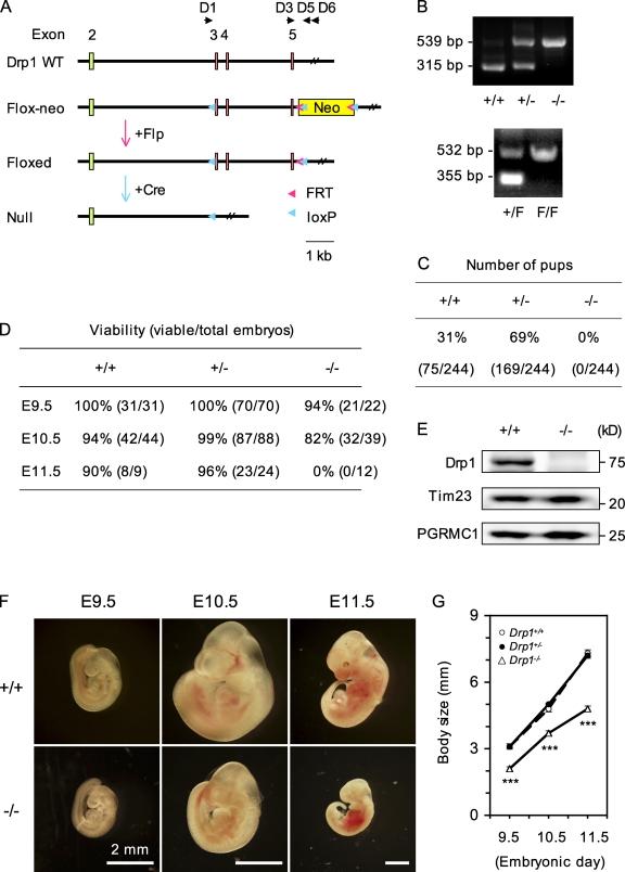 https://cdn.ncbi.nlm.nih.gov/pmc/blobs/9dd6/2753156/756cd9159d70/JCB_200903065_RGB_Fig1.jpg
