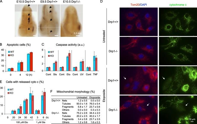 https://cdn.ncbi.nlm.nih.gov/pmc/blobs/9dd6/2753156/f69a77213cef/JCB_200903065_RGB_Fig4.jpg