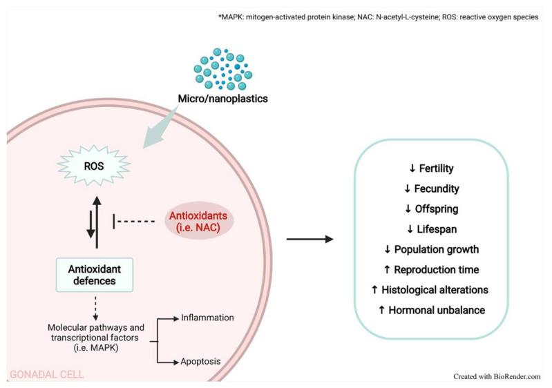 https://cdn.ncbi.nlm.nih.gov/pmc/blobs/9dec/8868557/be9fcf894e73/antioxidants-11-00193-g001.jpg