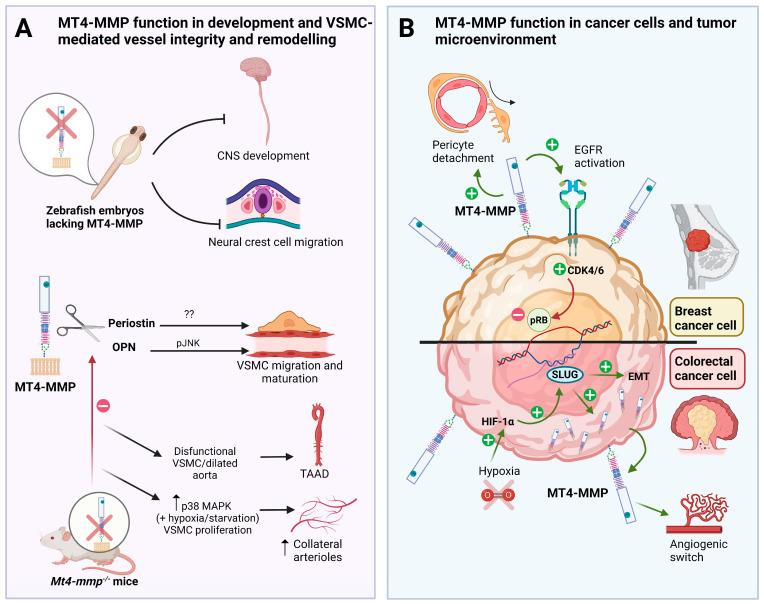 https://cdn.ncbi.nlm.nih.gov/pmc/blobs/9e11/10298049/98f901c0ef8a/ijms-24-09944-g001.jpg