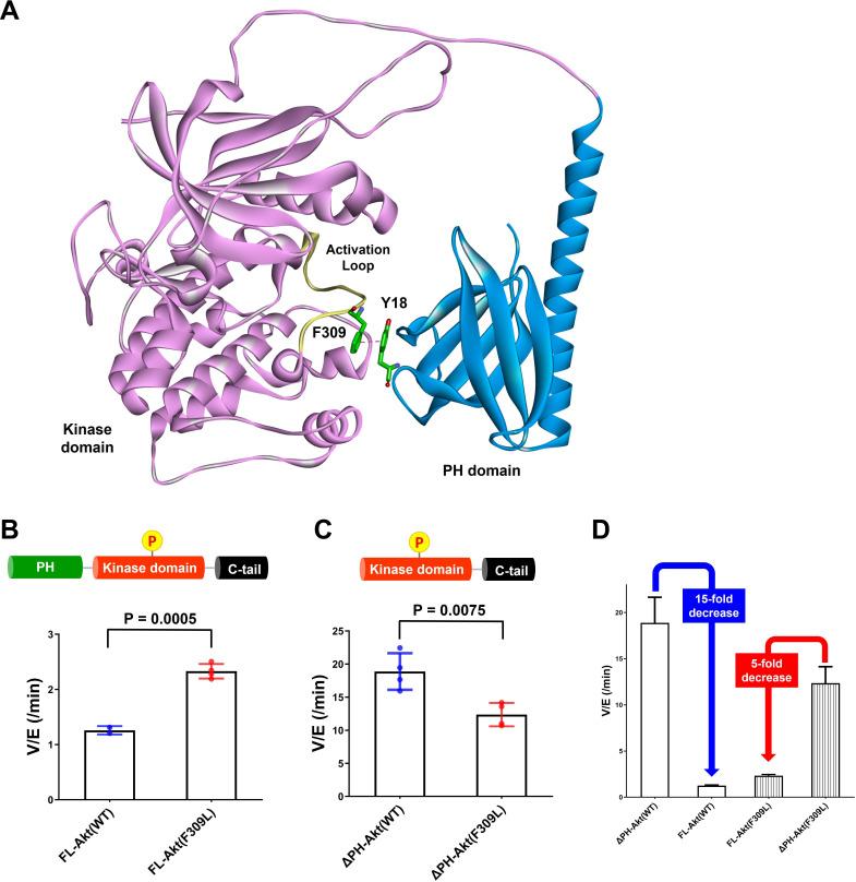 https://cdn.ncbi.nlm.nih.gov/pmc/blobs/9e28/9417420/044fbfd45c88/elife-80148-fig6.jpg