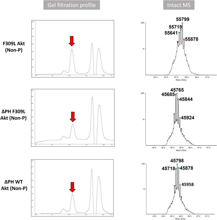 https://cdn.ncbi.nlm.nih.gov/pmc/blobs/9e28/9417420/291f560c5829/elife-80148-fig6-figsupp4.jpg