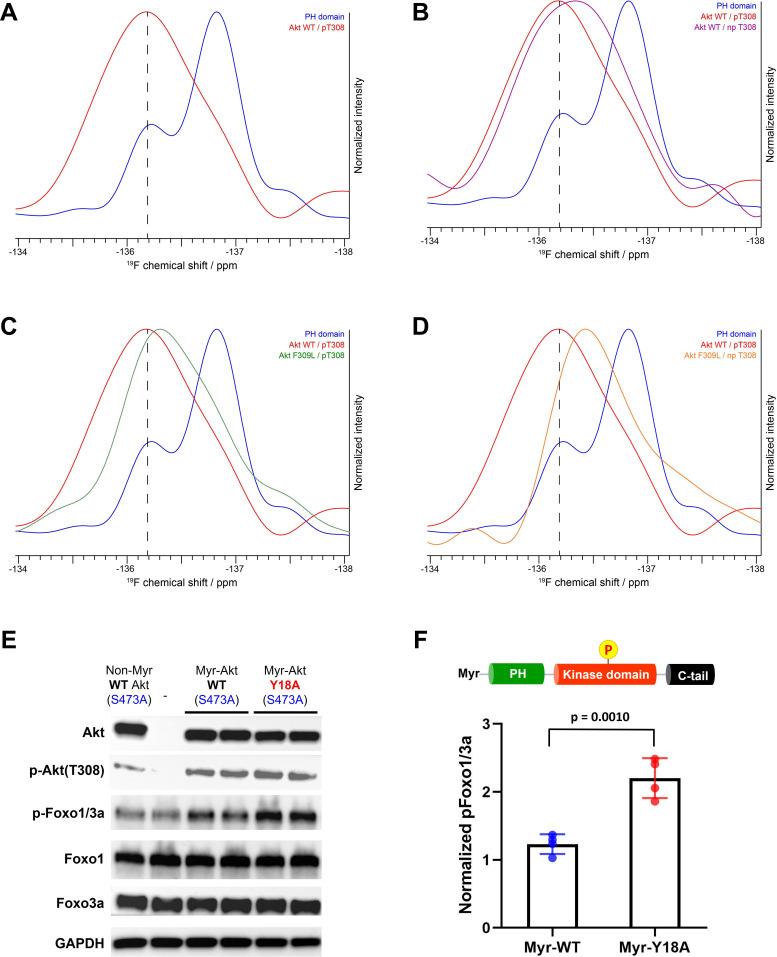 https://cdn.ncbi.nlm.nih.gov/pmc/blobs/9e28/9417420/89da85902f3b/elife-80148-fig7.jpg