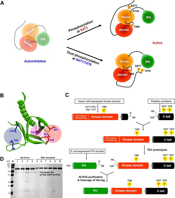 https://cdn.ncbi.nlm.nih.gov/pmc/blobs/9e28/9417420/9e95b1863808/elife-80148-fig1.jpg