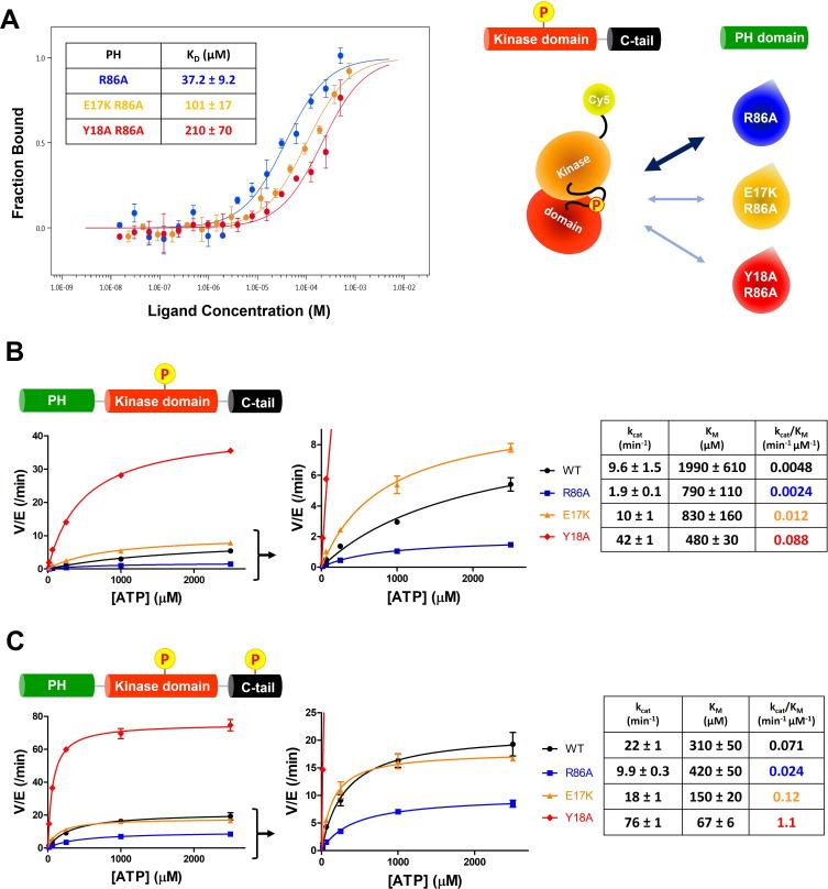 https://cdn.ncbi.nlm.nih.gov/pmc/blobs/9e28/9417420/ace8cd719608/elife-80148-fig4.jpg