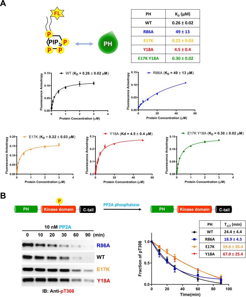 https://cdn.ncbi.nlm.nih.gov/pmc/blobs/9e28/9417420/d0d61006b1e1/elife-80148-fig5.jpg
