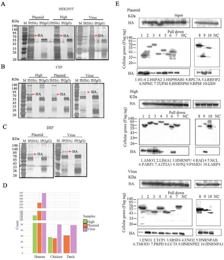 https://cdn.ncbi.nlm.nih.gov/pmc/blobs/9e31/12195859/347a8308491a/pathogens-14-00535-g002.jpg