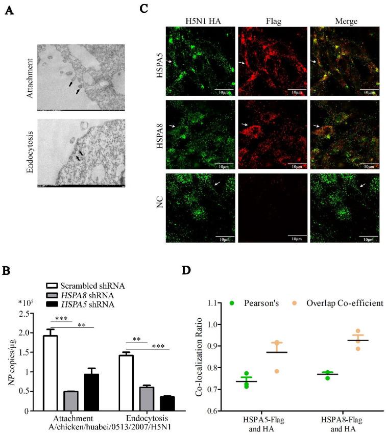 https://cdn.ncbi.nlm.nih.gov/pmc/blobs/9e31/12195859/b37e65f2d6dc/pathogens-14-00535-g007.jpg