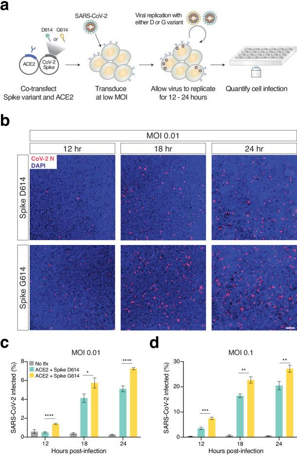 https://cdn.ncbi.nlm.nih.gov/pmc/blobs/9e39/7891930/2df3a629df4f/elife-65365-fig4.jpg