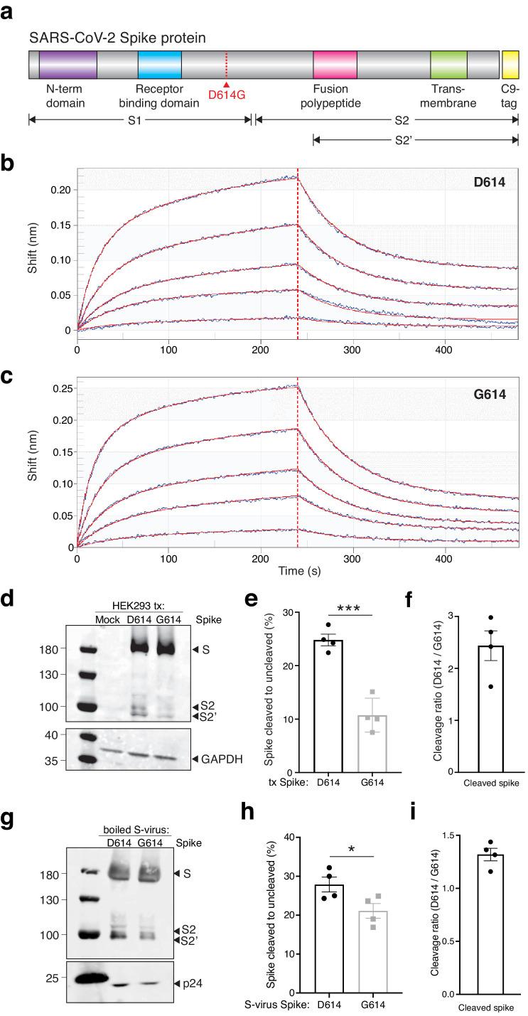 https://cdn.ncbi.nlm.nih.gov/pmc/blobs/9e39/7891930/7cbd81fd4980/elife-65365-fig3.jpg