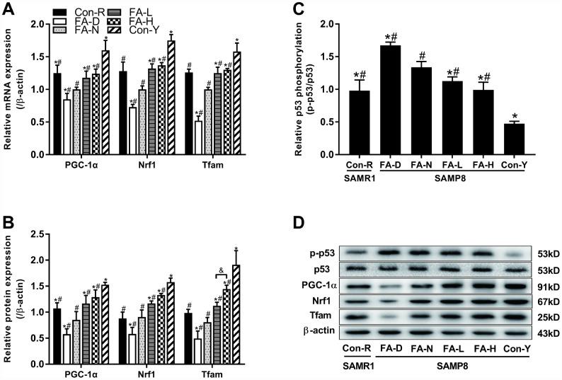 https://cdn.ncbi.nlm.nih.gov/pmc/blobs/9e51/6914419/fb9f0e7de223/aging-11-102461-g005.jpg