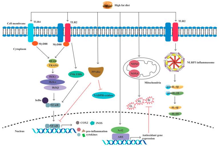 https://cdn.ncbi.nlm.nih.gov/pmc/blobs/9e57/10296751/9a836662a740/biomolecules-13-00905-g003.jpg