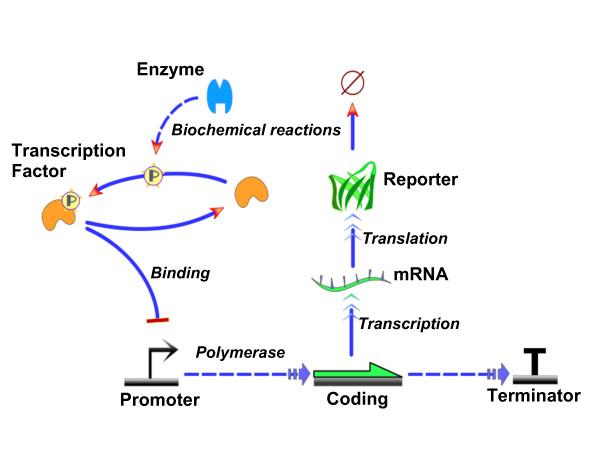 https://cdn.ncbi.nlm.nih.gov/pmc/blobs/9e73/2776589/a2eb9be7aa7a/1754-1611-3-19-7.jpg