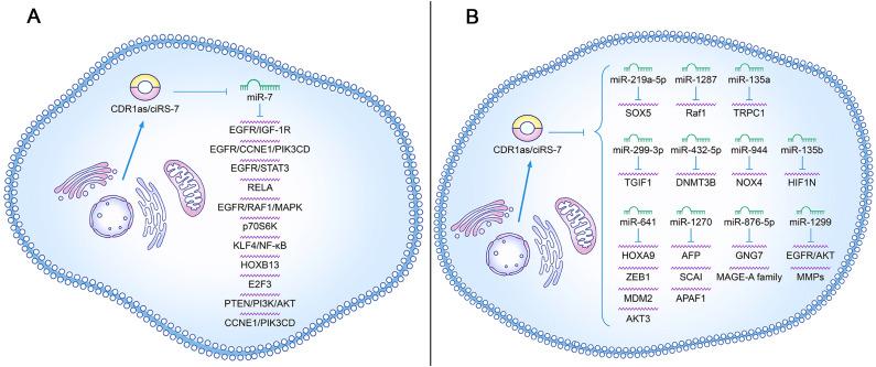 https://cdn.ncbi.nlm.nih.gov/pmc/blobs/9e8f/11638042/3dec46362ba0/fonc-14-1468363-g006.jpg
