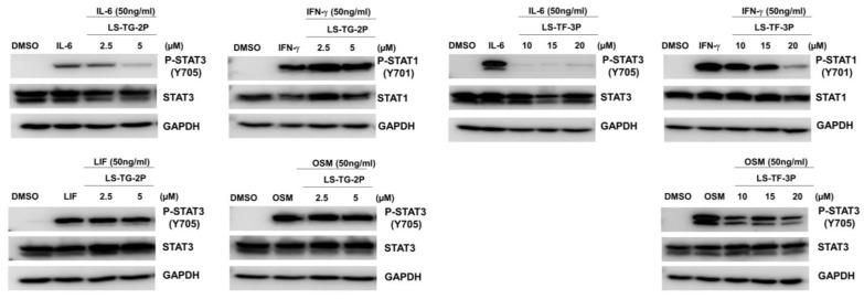 https://cdn.ncbi.nlm.nih.gov/pmc/blobs/9e92/9861960/80fae3a1cfb5/molecules-28-00677-g005.jpg