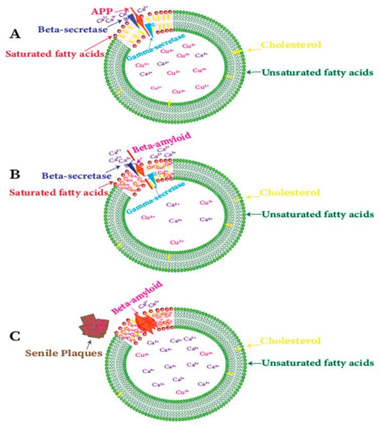 https://cdn.ncbi.nlm.nih.gov/pmc/blobs/9e94/7589751/32b2aa43fcbe/ijms-21-07660-g004.jpg