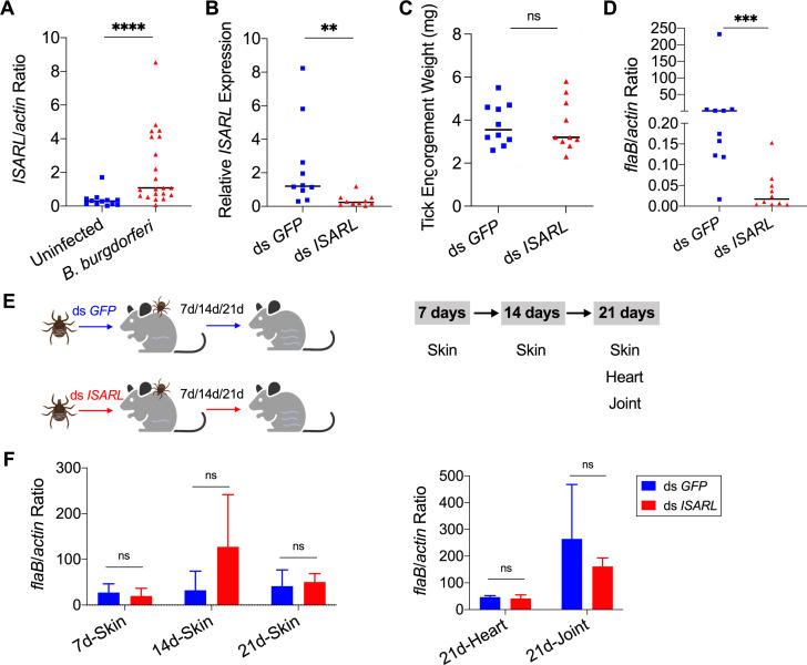 https://cdn.ncbi.nlm.nih.gov/pmc/blobs/9ea3/8639152/8296e98f2169/elife-72568-fig1.jpg